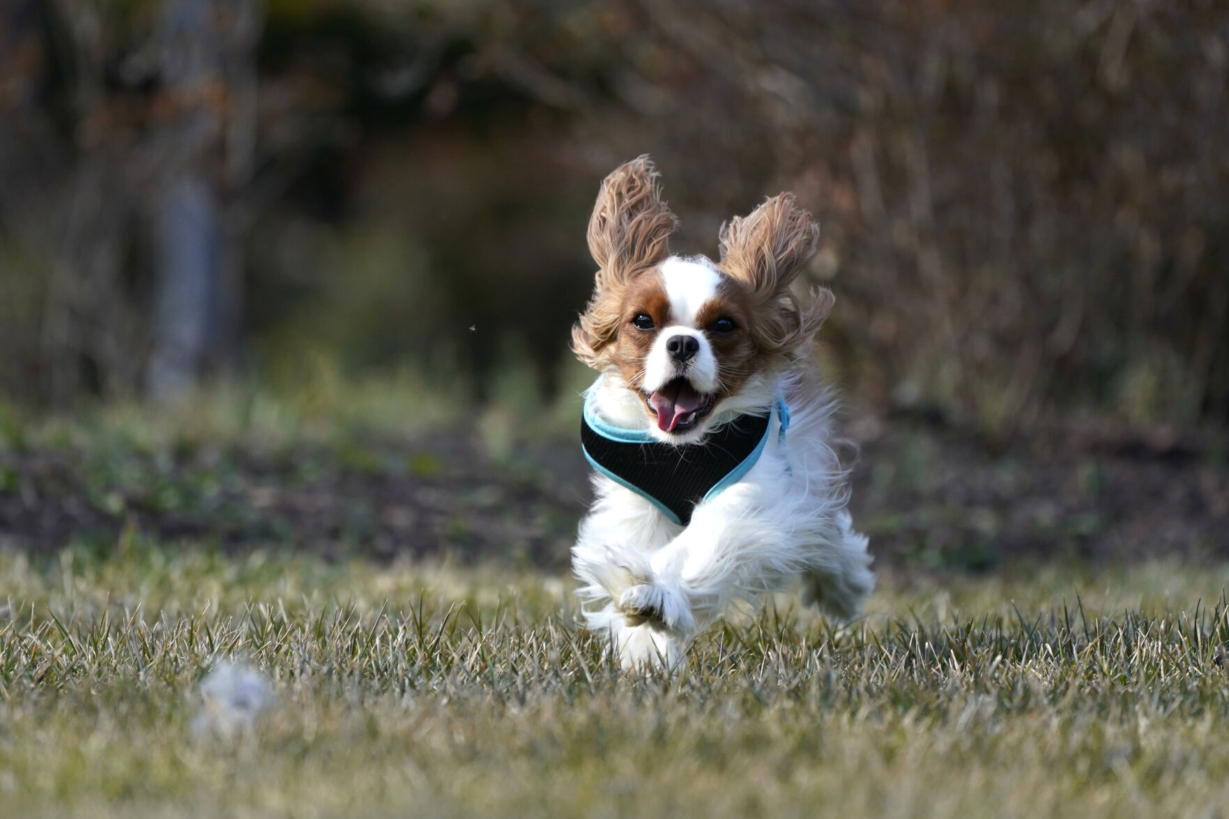 17. Cavalier King Charles Spaniel